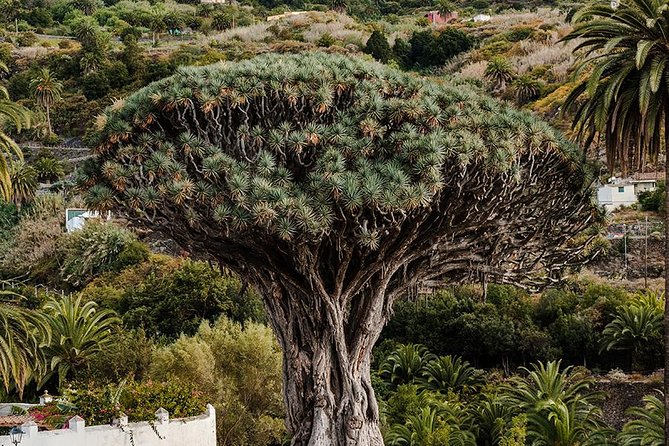 Tenerife Grand Tour: including Teide National Park and Masca - Garachico: Old Town Walk and the Lava-Formed Pools View