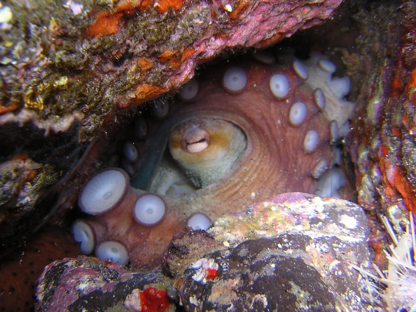 Tenerife: Half-Day Snorkeling Tour - Gear, languages, and the small-group factor that makes it feel personal