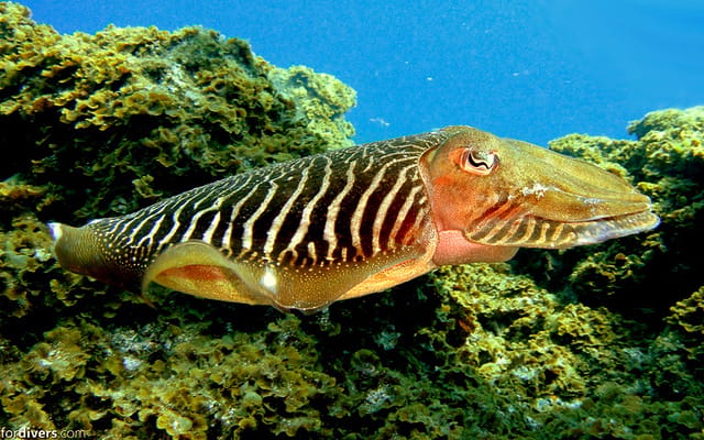 Tenerife: Half-Day Snorkeling Tour - Price and value: why $69 can feel fair here