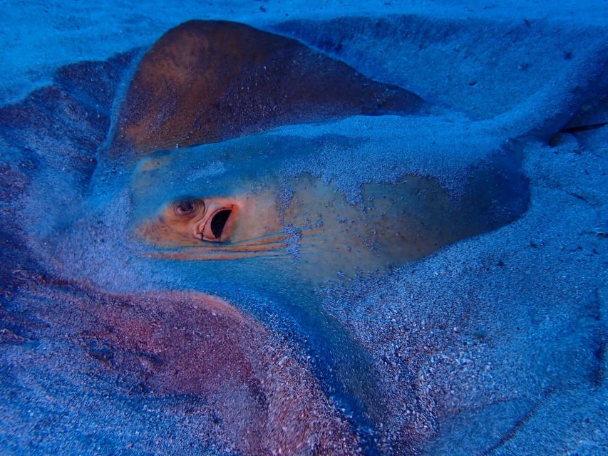 Tenerife: Half-Day Snorkeling Tour - SCUBA upgrade in the afternoon: who it suits and what to expect