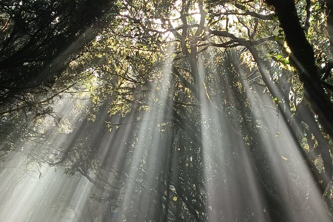 Tenerife: Hiking Tour in Anaga Mountains and Enchanted Forest - Price and value: what $168.10 really covers