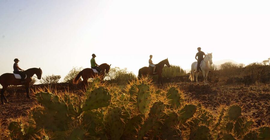 Tenerife: Horseback Ride with Instructor - What you’ll actually see: lava beds, ocean air, and Canarian plants