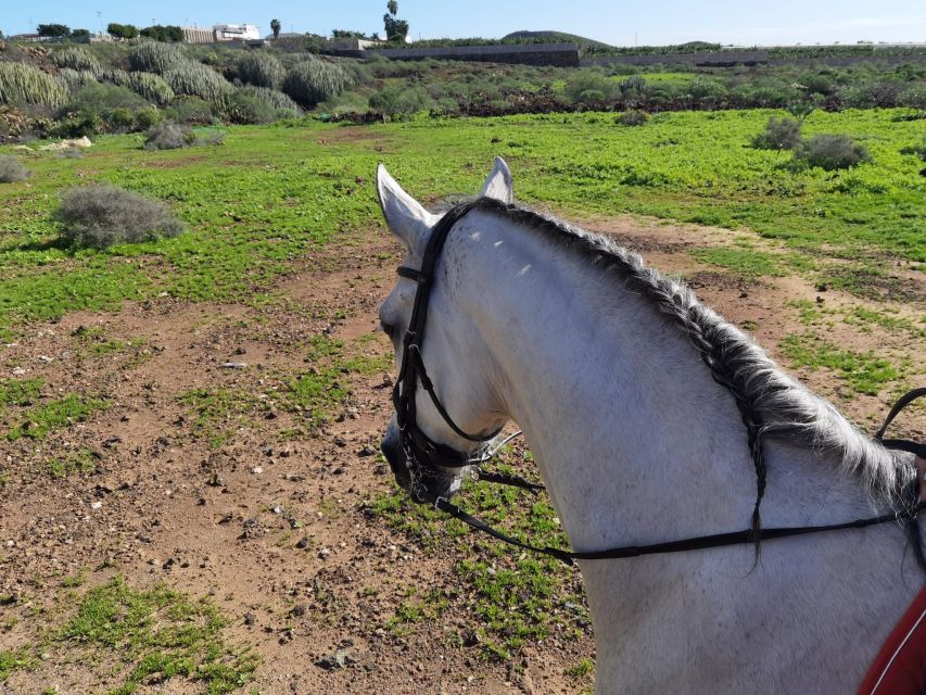Tenerife: Horseback Ride with Instructor - Meeting point, timing, and practical setup at Xanadu