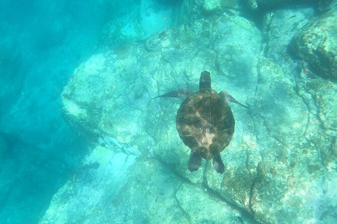 Tenerife: Kayak and snorkel with marine life safari - Kayaks and snorkel gear, explained in plain terms