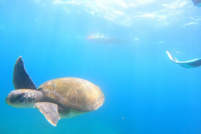 Tenerife: Kayak and snorkel with marine life safari - Snacks, drinks, and the rhythm of the day