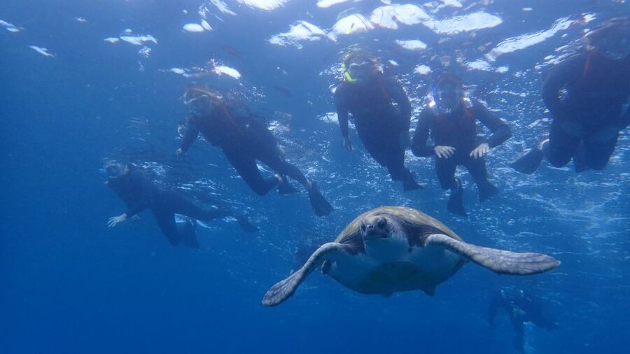 Tenerife: Kayak and Snorkel with Turtles, Wetsuits Included - Key highlights to look for