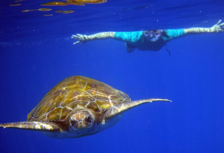 Tenerife: Kayak and Snorkel with Turtles, Wetsuits Included - Practical timing tips for the 3-hour plan
