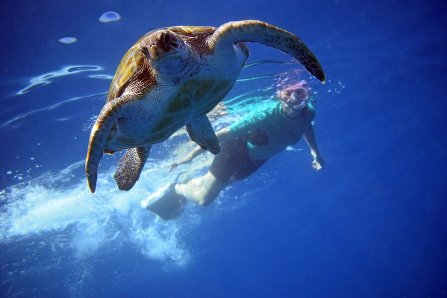 Tenerife: Kayak and Snorkel with Turtles, Wetsuits Included - Why kayaking off Los Cristianos is a smart kind of wildlife time