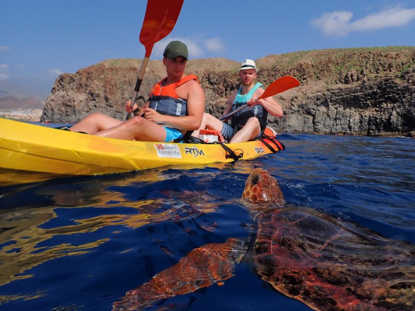Tenerife: Kayak and Snorkel with Turtles, Wetsuits Included - The turtle and dolphin odds, and what eco rules mean for you