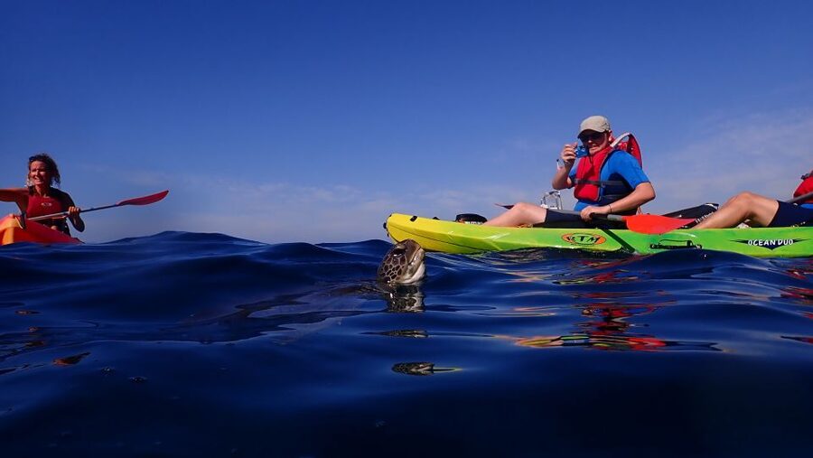 Tenerife: Kayak and Snorkel with Turtles, Wetsuits Included - Wetsuits, photos, insurance, and the real value of about $35