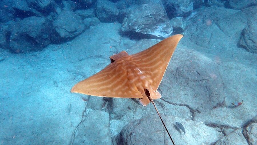 Tenerife: Kayak and Snorkel with Turtles, Wetsuits Included - Who this tour is best for, and who should look elsewhere