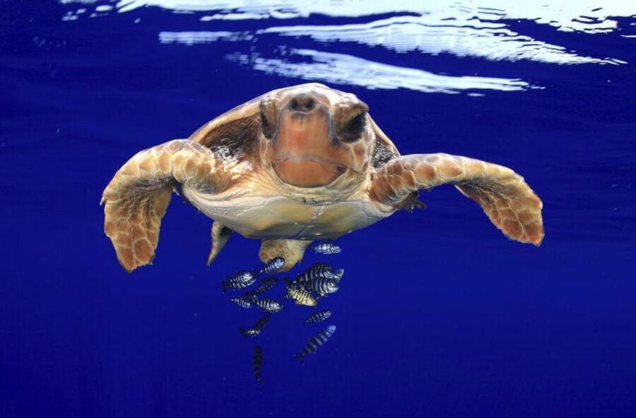 Tenerife: Kayak Safari and Sea Turtle Snorkeling with Photos - Viewpoint Swimming and Snorkeling: Sea-Only Access, Clear Water, Real Time