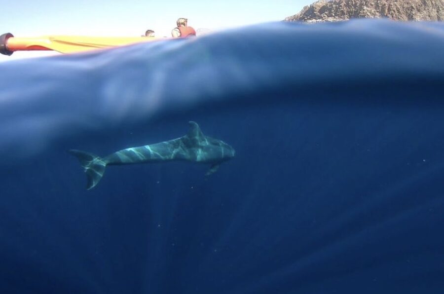 Tenerife: Kayak Safari and Sea Turtle Snorkeling with Photos - Montaña de Guaza: Final Snorkeling, Scenery on the Way Back