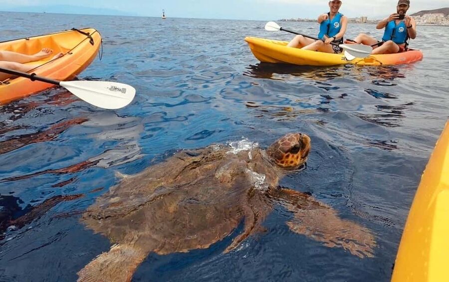 Tenerife: Kayak Safari and Sea Turtle Snorkeling with Photos - Gear, Briefing, and the RTM Kayak Setup