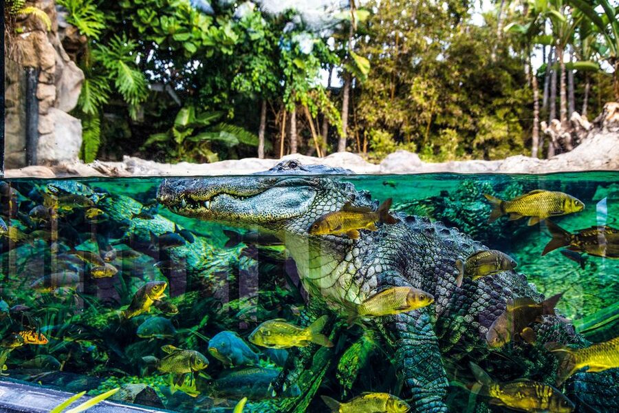 Tenerife: Loro Parque Entry Ticket - Thai architecture and tropical gardens: why the setting matters