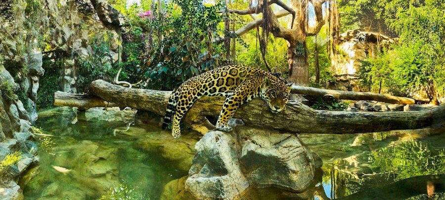 Tenerife: Loro Parque Entry Ticket - Kinderlandia: tree bridges, hanging bridges, and family repeats