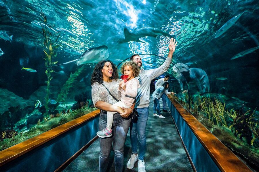 Tenerife: Loro Parque Entry Ticket - Price and value: is $52 per person worth it?