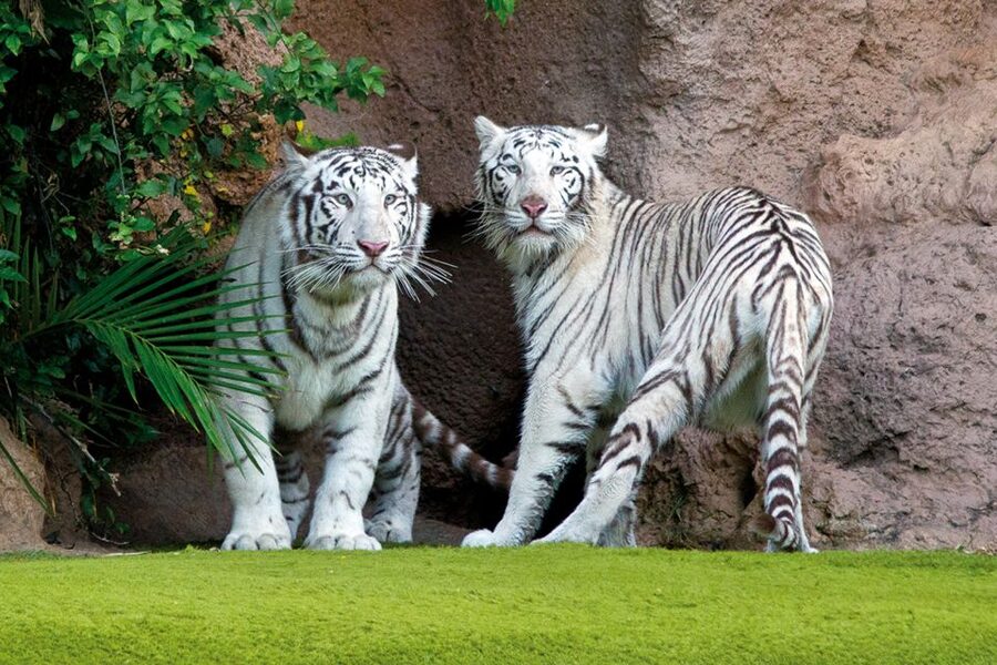 Tenerife: Loro Parque & Siam Park Entry Ticket with Transfer - Price and value: where $115 per person makes sense
