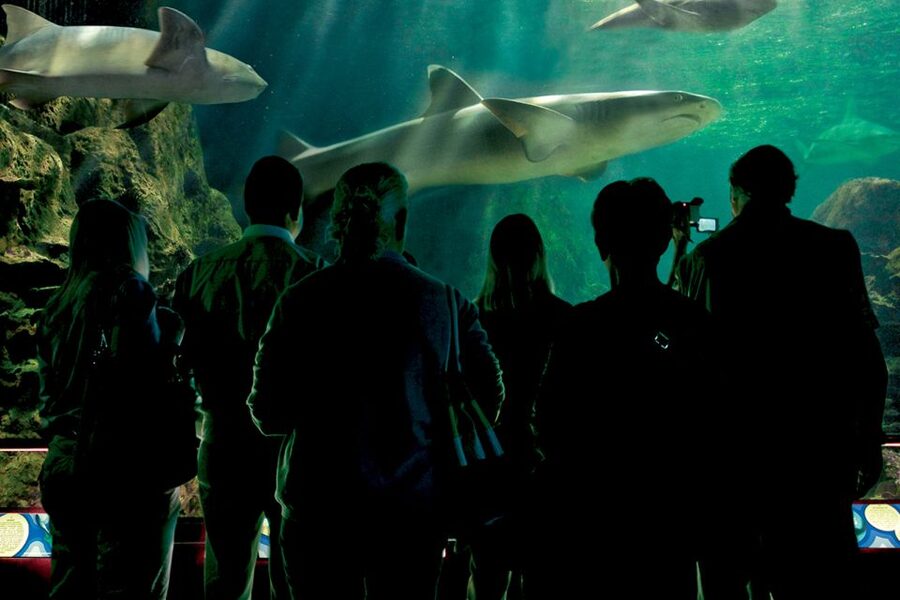 Tenerife: Loro Parque & Siam Park Entry Ticket with Transfer - A realistic two-day rhythm: what to do first and why