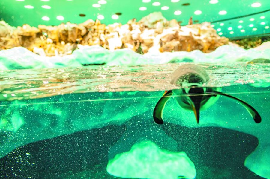 Tenerife: Loro Parque & Siam Park Entry Ticket with Transfer - The south-to-Loro Parque bus ride: what to expect