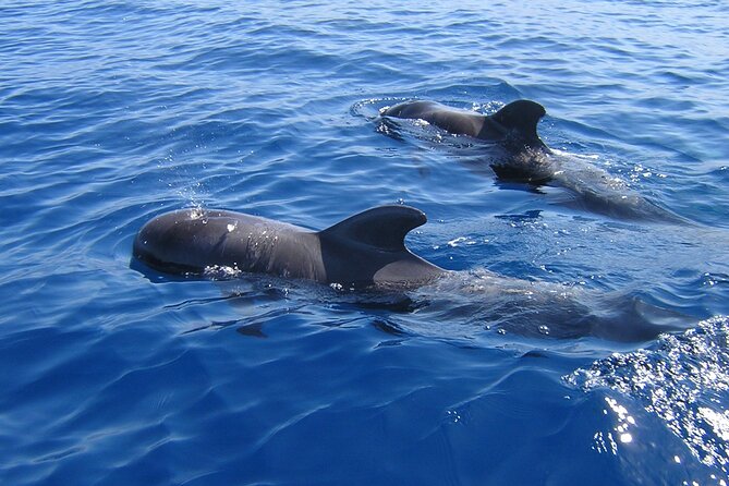 Tenerife Los Cristianos: Whale and Dolphin Eco-Yacht and Swim Stop - Quick highlights