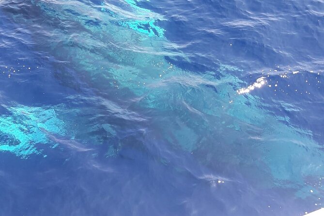 Tenerife Los Cristianos: Whale and Dolphin Eco-Yacht and Swim Stop - Crew, Respectful Wildlife Viewing, And Photo Time