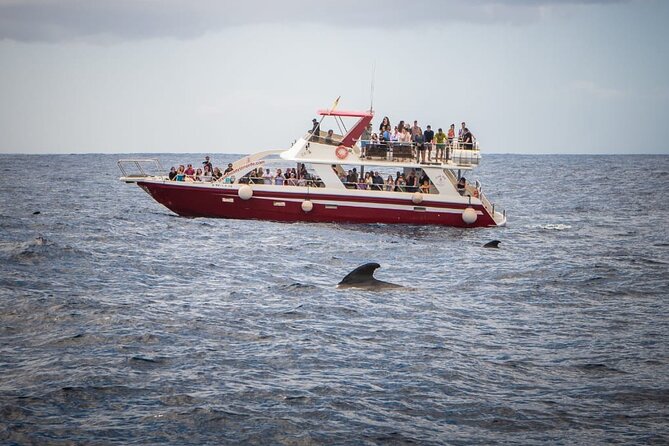 Tenerife Los Cristianos: Whale and Dolphin Eco-Yacht and Swim Stop - Toilet, Bar, And What To Pack For A 2-Hour Day