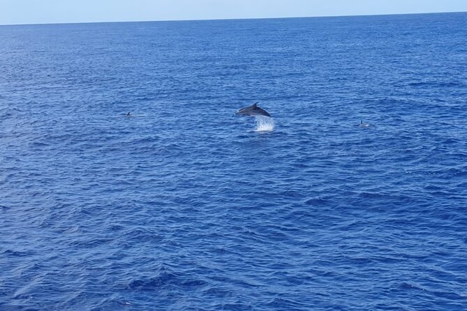 Tenerife Los Cristianos: Whale and Dolphin Eco-Yacht and Swim Stop - Price And Value: Why $18.10 Feels Like A Bargain For What You Get