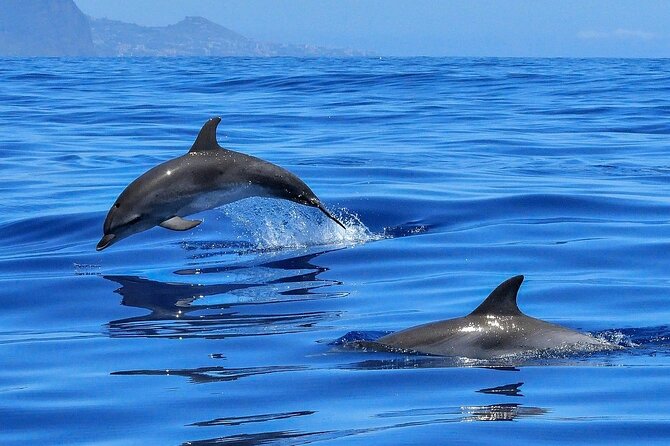 Tenerife Los Cristianos: Whale and Dolphin Eco-Yacht and Swim Stop - Sailing The Palm Mar Coast: What You’re Actually Watching For