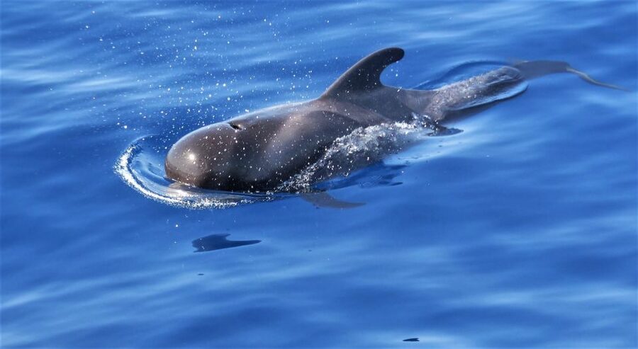 Tenerife: Los Gigantes Whale Watching Cruise by Sail Boat - The Wildlife Hunt: Dolphins, Pilot Whales, and Turtles in Their World