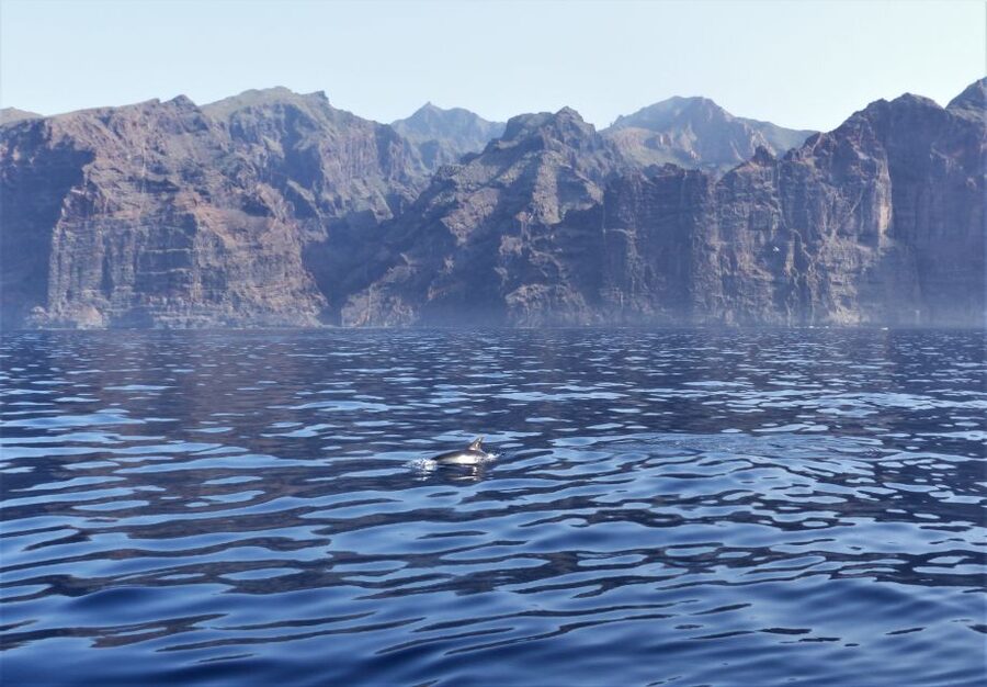 Tenerife: Los Gigantes Whale Watching Cruise by Sail Boat - Food, Drinks, and the Value Moment at Sea