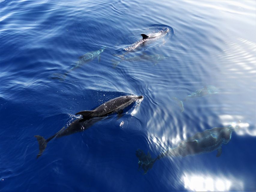 Tenerife: Los Gigantes Whale Watching Cruise by Sail Boat - The 3-Hour Plan, with Realistic Expectations for Animals