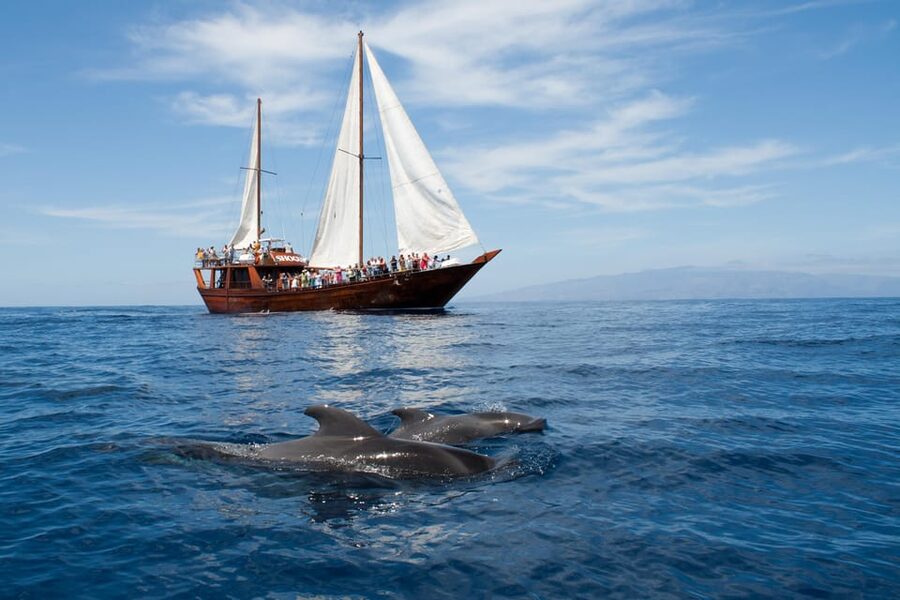 Tenerife:Respectful Whale Watching, Pirate Ship, & Swim - Key things to know before you go