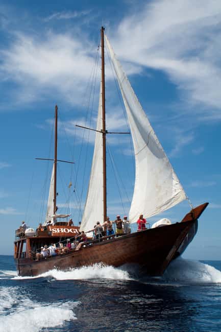 Tenerife:Respectful Whale Watching, Pirate Ship, & Swim - Pickup and Timing: When the Bus Adds Up