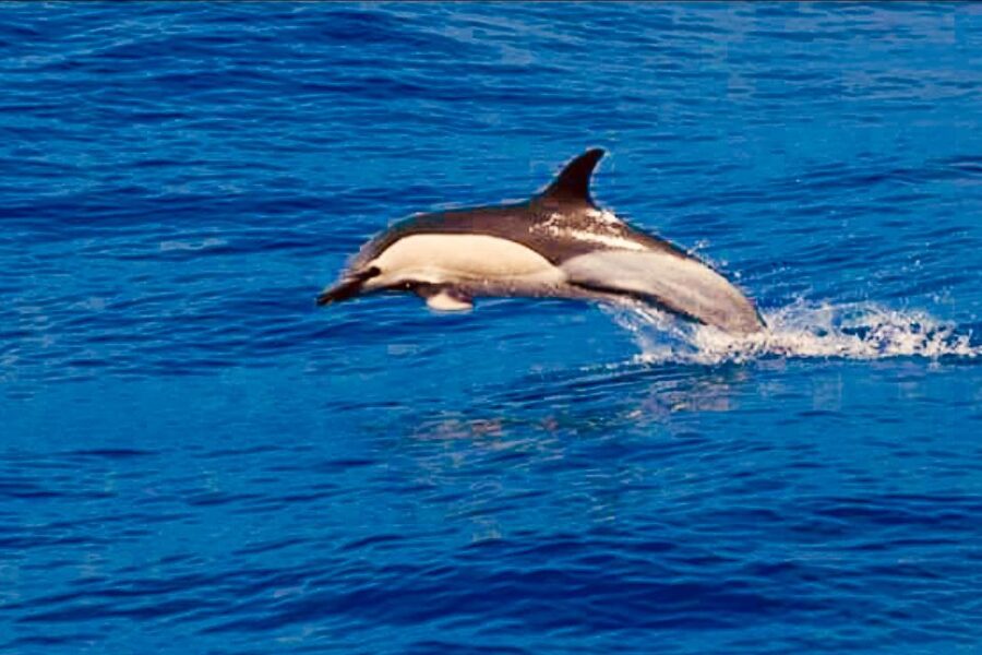 Tenerife: Sailboat Tour with Food and Snorkeling - Who this Tenerife sail suits best