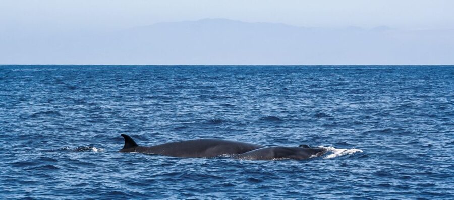 Tenerife: Sailboat Tour with Food and Snorkeling - Price check: what $68 actually buys you