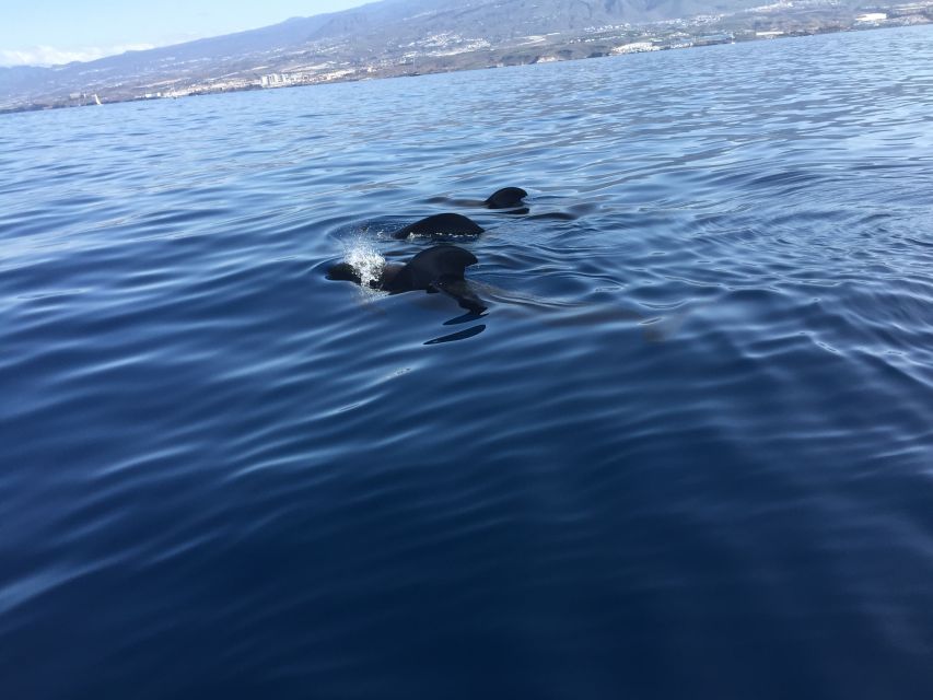 Tenerife: Sailing Excursion with Whale and Dolphin Watching - How the Crew Helps You Actually Spot Whales, Dolphins, and Turtles