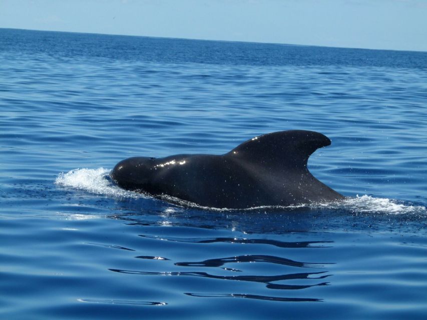 Tenerife: Sailing Excursion with Whale and Dolphin Watching - Price and Value: Is $88 for 3 Hours Worth It?