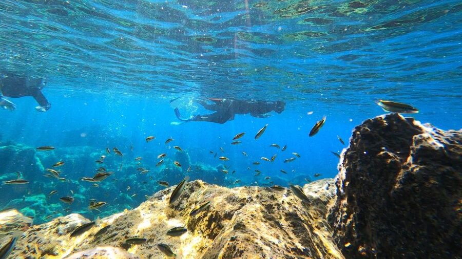 Tenerife: Snorkeling Tour in a Marine Protected Area - Who should book this snorkeling tour in Tenerife, and who should not
