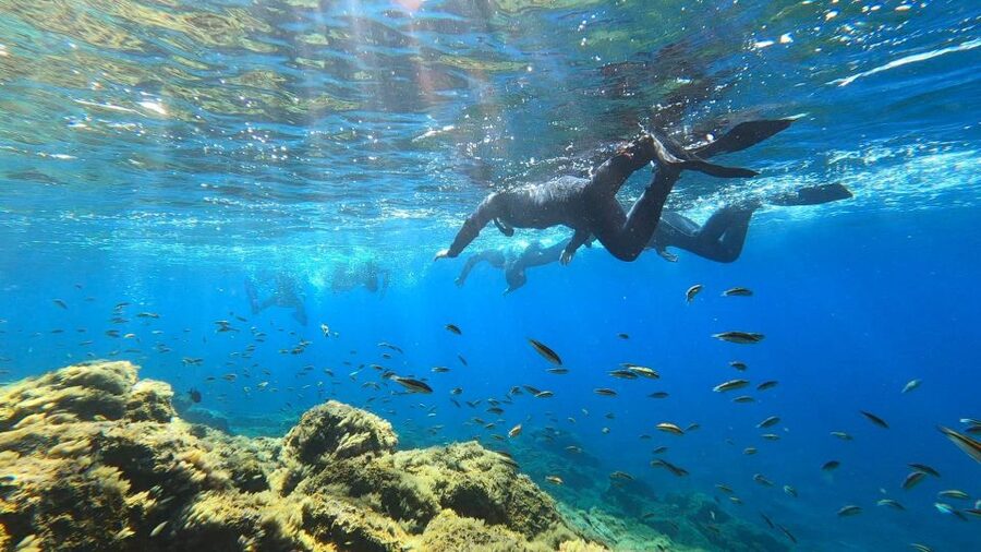 Tenerife: Snorkeling Tour in a Marine Protected Area - The 50-minute snorkel: how the session is shaped for beginners