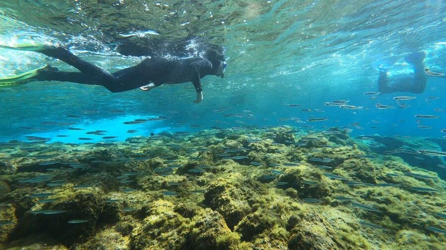 Tenerife: Snorkeling Tour in a Marine Protected Area - The marine protected area: fish, reefs, turtles, and what to look for