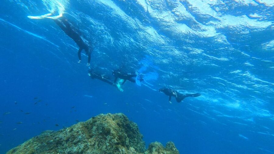 Tenerife: Snorkeling Tour in a Marine Protected Area - Weather, wind, and water temperature: plan like the sea has opinions