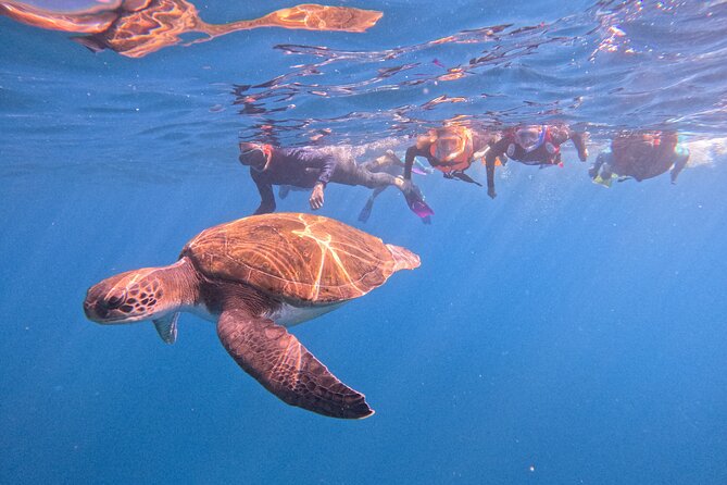 Tenerife Snorkeling Tour in turtle habitat - Key things I’d bet on before you book