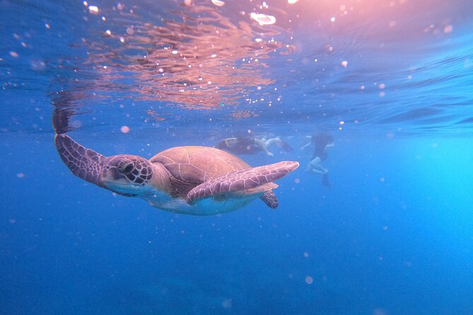 Tenerife Snorkeling Tour in turtle habitat - The boat leg past fishermen’s farms: dolphins happen, and so do waves