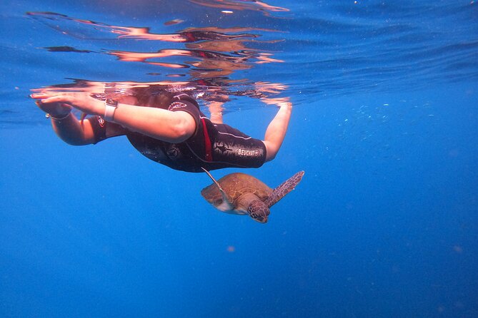 Tenerife Snorkeling Tour in turtle habitat - Back at the center: shower, terrace time, and free photo delivery
