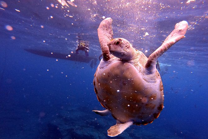 Tenerife Snorkeling Tour in turtle habitat - Turtles, dolphins, and stingrays: the luck factor you should plan for