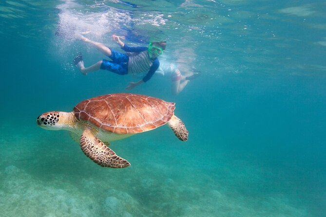 Tenerife Snorkeling Tour in turtle habitat - Price and value: what $54.07 includes, and what you might still need