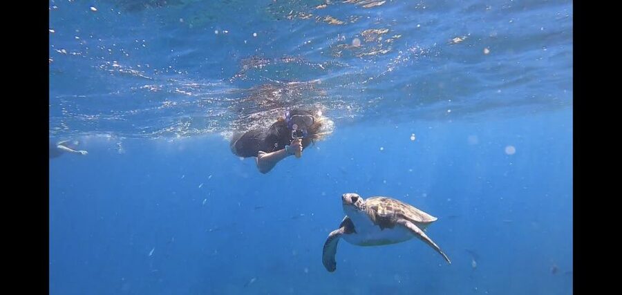 Tenerife: Snorkeling Trip in a Turtle Habitat - Key points before you go