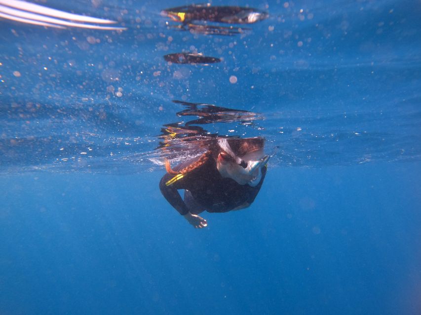 Tenerife: Snorkeling Trip in a Turtle Habitat - The one drawback to plan for: turtle sightings are not guaranteed