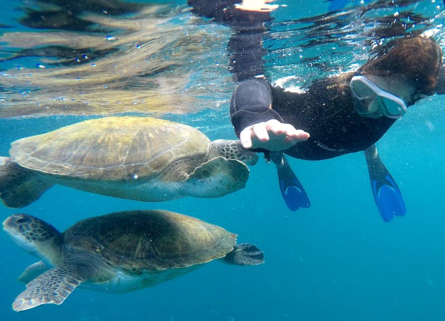 Tenerife: Snorkeling Trip in a Turtle Habitat - From pier views to turtle habitat: the vibe of this 2-hour safari